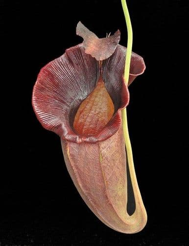 BE3894 N. spathulata x jacquelineae – best selected clone