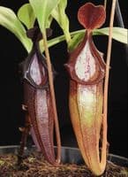 BE3897 N. inermis x bongso – best selected clone