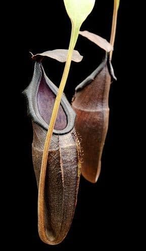 BE3897 N. inermis x bongso – best selected clone