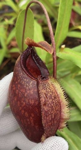 BE3898 Nepenthes aristolochioides x hamata