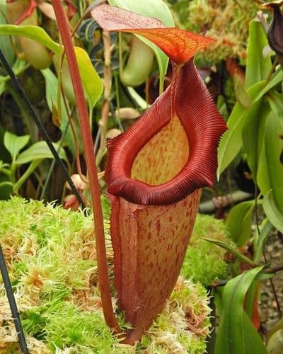 BE3902 Nepenthes rajah x (burbideae xEdwardsiana)
