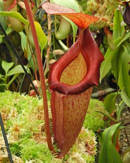 BE3902 Nepenthes rajah x (burbideae xEdwardsiana)