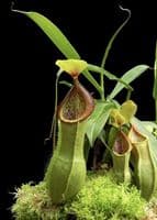 BE3903 N. spathulata x tobaica – selected clone