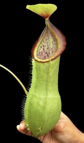 BE3903 N. spathulata x tobaica – selected clone