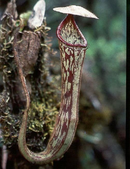 BE3905 Nepenthes stenophylla - best selected clone