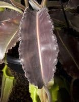 BE3907 N. maxima - 'Sulawesi wavy-leaf' - selected clone # 1