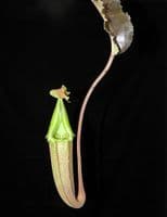 BE3907 N. maxima - 'Sulawesi wavy-leaf' - selected clone # 1