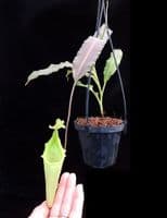 BE3907 N. maxima - 'Sulawesi wavy-leaf' - selected clone # 1