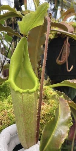 BE3907 N. maxima - 'Sulawesi wavy-leaf' - selected clone # 1