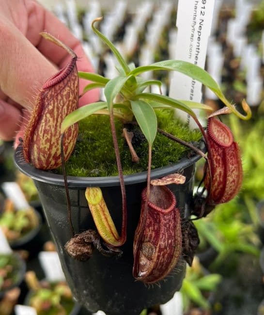 BE3912 Nepenthes glabrata x hamata