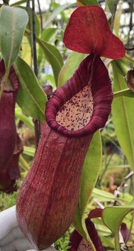 BE3913 N. petiolata – assorted clones