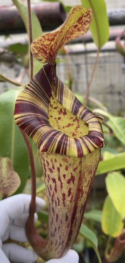 BE3920 N veitchii x lowii x platychila assorted clones