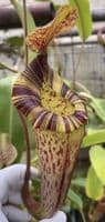 BE3920 N. (veitchii x lowii) x platychila – assorted clones