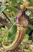 BE3920 N. (veitchii x lowii) x platychila – assorted clones