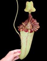 BE3920 N. (veitchii x lowii) x platychila – assorted clones