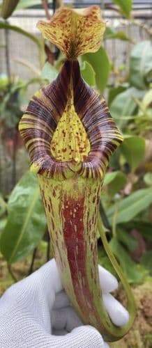 BE3920 N. (veitchii x lowii) x platychila – assorted clones