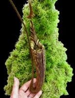 BE3921 N. mollis – assorted clones