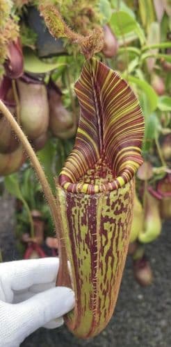 BE3921 N. mollis – assorted clones