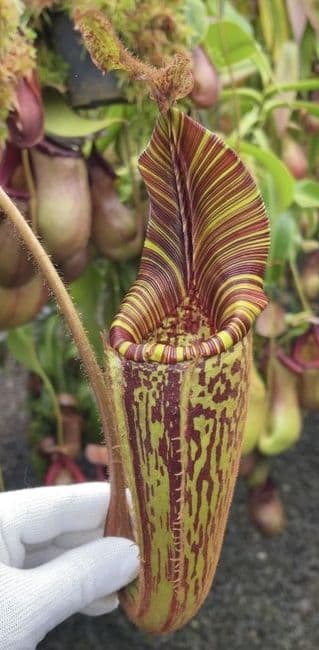 BE3921 N. mollis – assorted clones