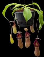 BE3923 N.ventricosa x N.robcantleyi