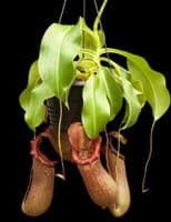 BE3923 N.ventricosa x N.robcantleyi