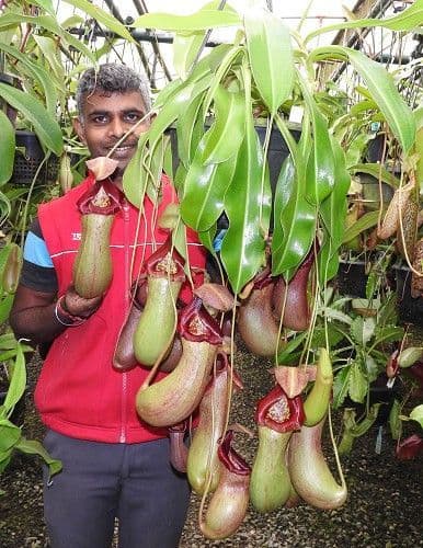 BE3923 N.ventricosa x N.robcantleyi