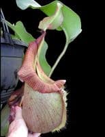 BE3933 N.robcantleyi x N.veitchii