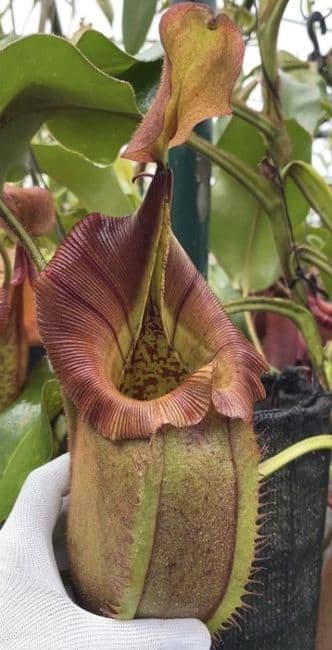 BE3933 N.robcantleyi x N.veitchii