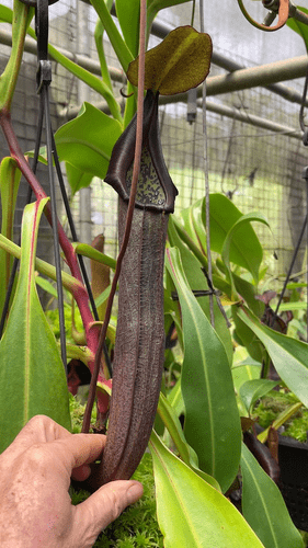 BE3939 N. ramispina x robcantleyi - selected clones