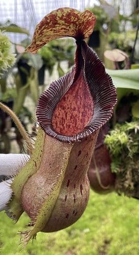 BE3943 N.hamata x veitchii