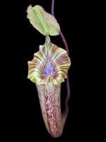 BE3946 N platychila x N robcantleyi