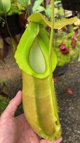 BE3949 N.spathulata x N.merrilliana