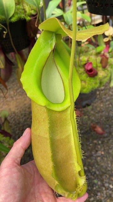 BE3949 N.spathulata x N.merrilliana