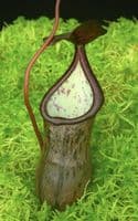 BE3956 Nepenthes Ceciliae-assorted