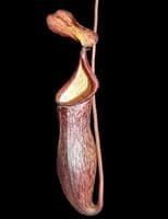 BE3956 Nepenthes Ceciliae-assorted