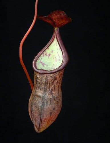 BE3956 Nepenthes Ceciliae-assorted