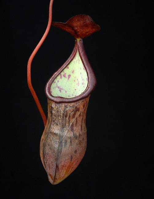 BE3956 Nepenthes Ceciliae-assorted
