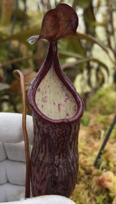 BE3956 Nepenthes Ceciliae-assorted