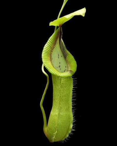 BE3958 Nepenthes robcantleyi x hamata