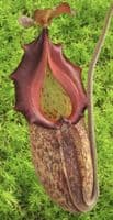 BE3959 N. (maxima x talangensis) x robcantleyi – best selected clone