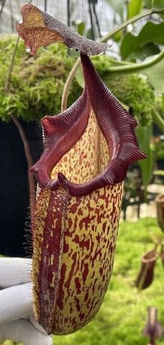 BE3959 N. (maxima x talangensis) x robcantleyi – best selected clone