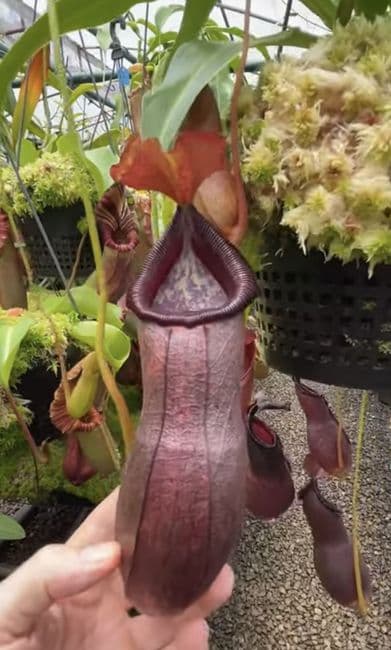 BE3965 Nepenthes (singalana x ventricosa) x robcantleyi