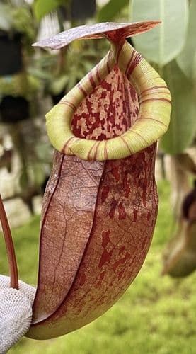 BE3971 N.eustachya x tenuis