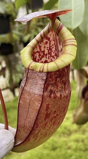 BE3971 N.eustachya x tenuis