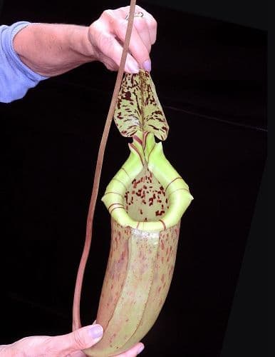 BE3974 N.burbridgeae x N.sibuyanensis