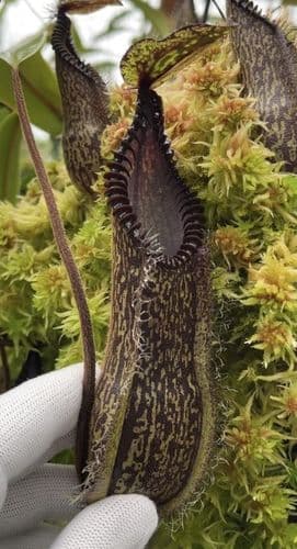 BE3975 N. hamata – Gng. Tambusisi