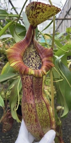 BE3978 N. spathulata x (burbidgeae x edwardsiana)