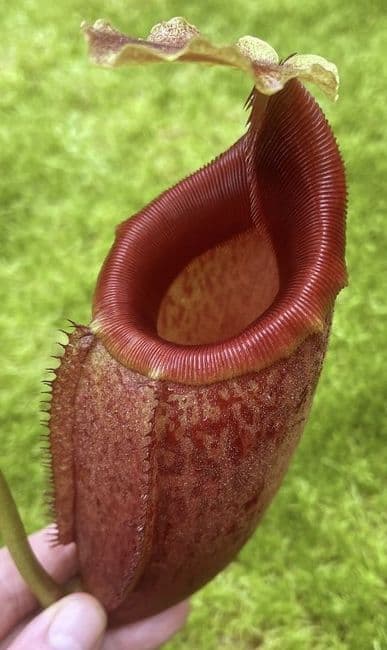 BE3979 N. mira – assorted clones