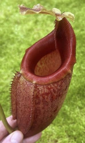 BE3979 N. mira – assorted clones