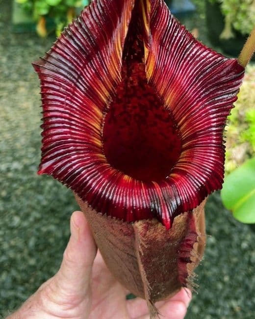 BE3980 N. (veitchii x lowii) x (burbidgeae x edwardsiana)